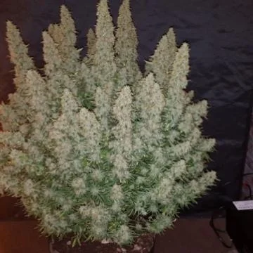 Big Yield van Phoenix Seeds