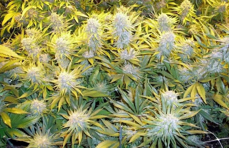 CBD Critical Mass van Phoenix Seeds