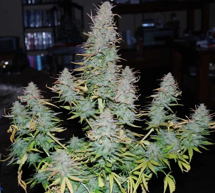 Stuff van Phoenix Seeds
