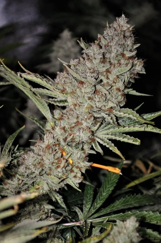 Sweet Tooth Express van Phoenix Seeds