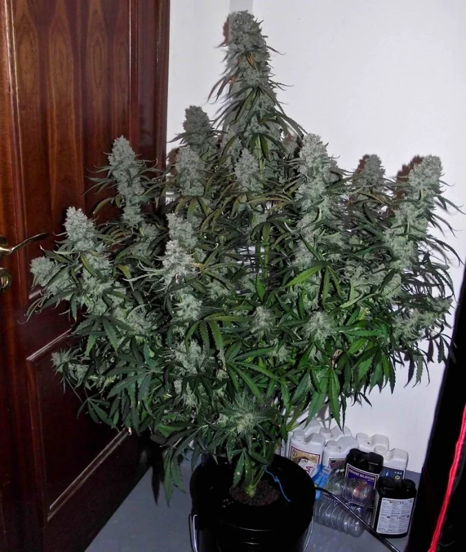 Quick Flowering THC van Phoenix Seeds