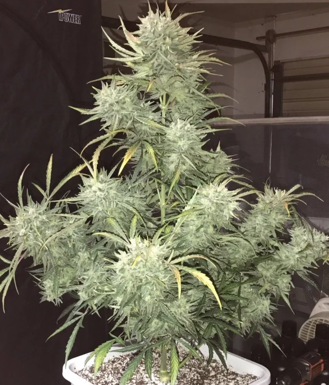 Stuff van Phoenix Seeds