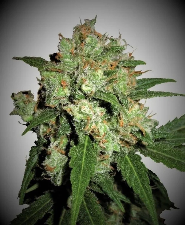 UK Cheesy Express van Phoenix Seeds