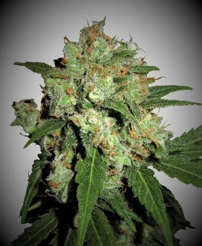 UK Cheesy Express van Phoenix Seeds