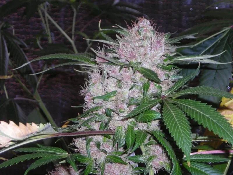 Northern Lights van Phoenix Seeds
