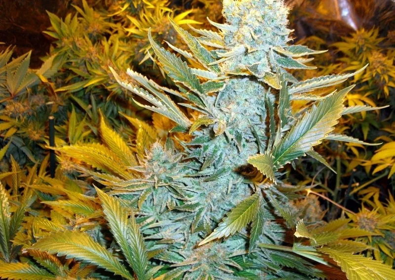 Haze Express van Phoenix Seeds