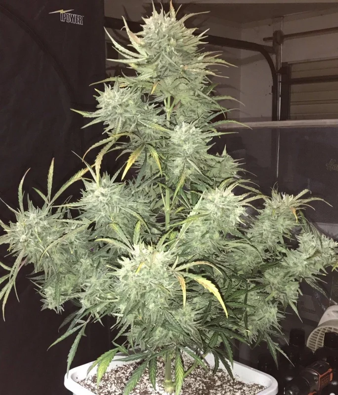 Stuff van Phoenix Seeds