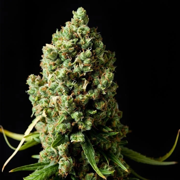 Original Skunk van Phoenix Seeds