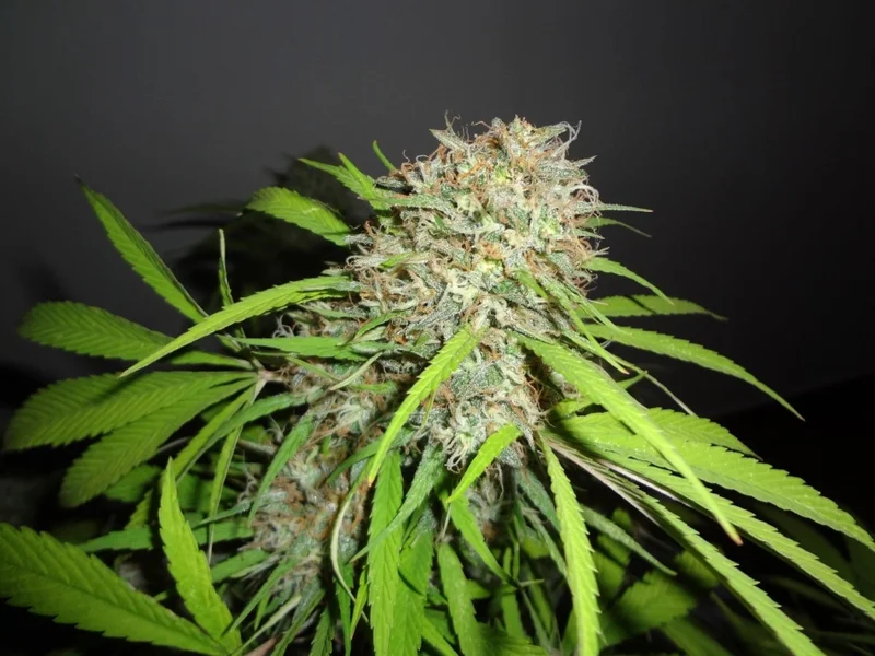 Original Skunk Express van Phoenix Seeds