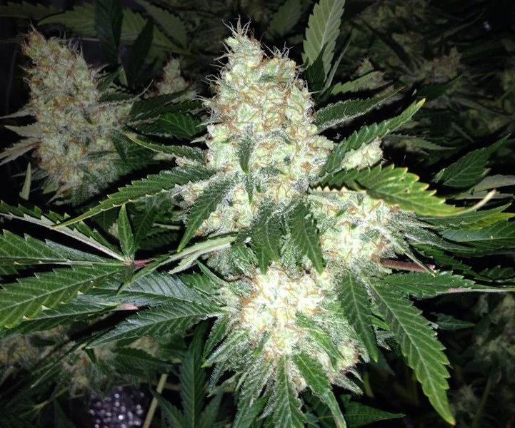 AK27 Express van Phoenix Seeds
