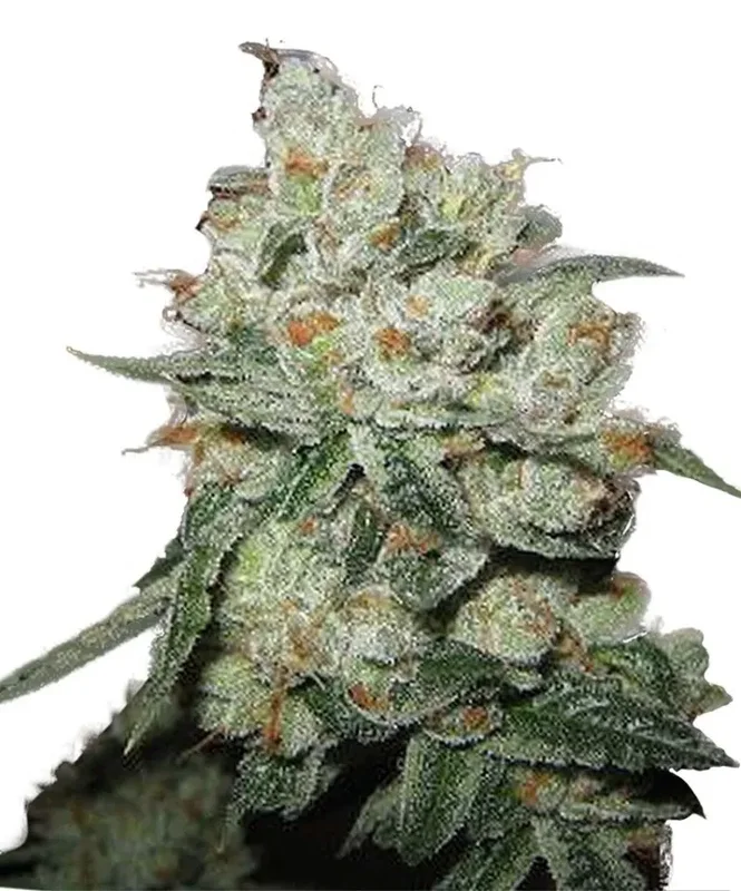 OG Kush van Phoenix Seeds