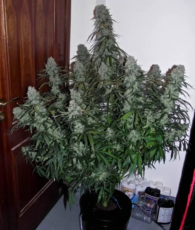 Quick Flowering THC van Phoenix Seeds