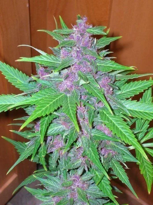 Good Shit van Phoenix Seeds