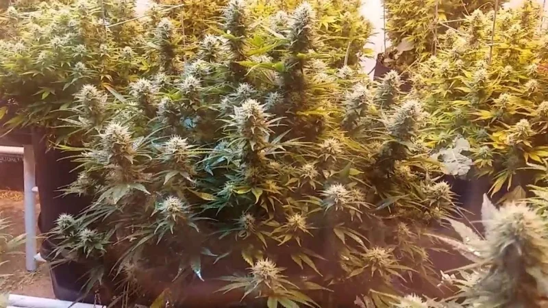 Super Kush van Phoenix Seeds