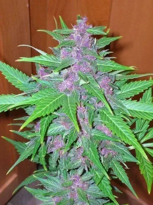 Good Shit van Phoenix Seeds