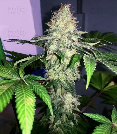 Crazy Lazy van Positronics Seeds