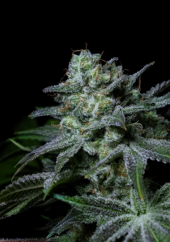 Cream Kong van Positronics Seeds