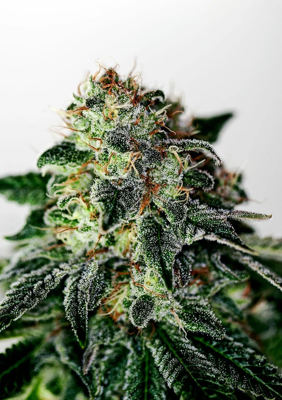 Mystic Cookie van Positronics Seeds