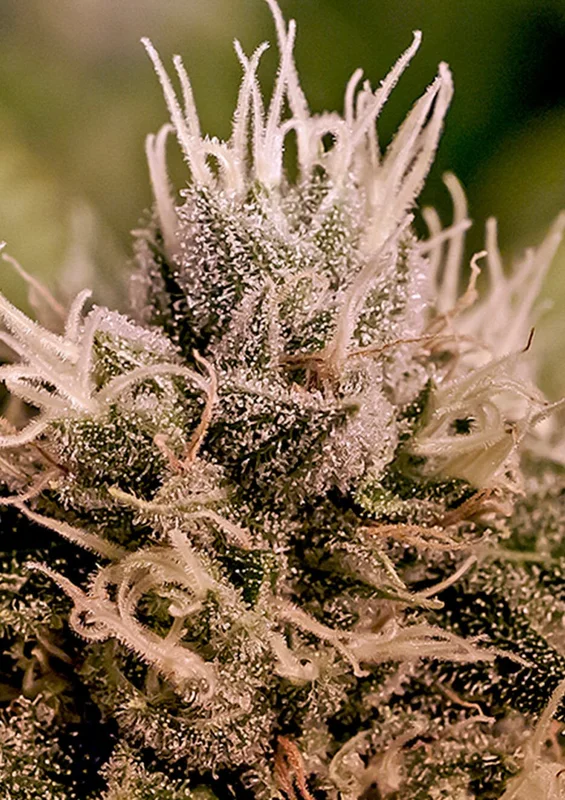 Jack Diesel van Positronics Seeds