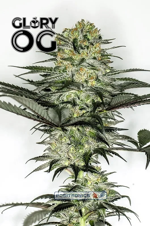 Glory OG van Positronics Seeds
