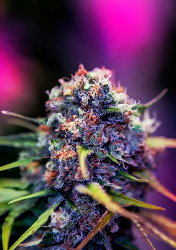 CBD+ Black Widow van Positronics Seeds