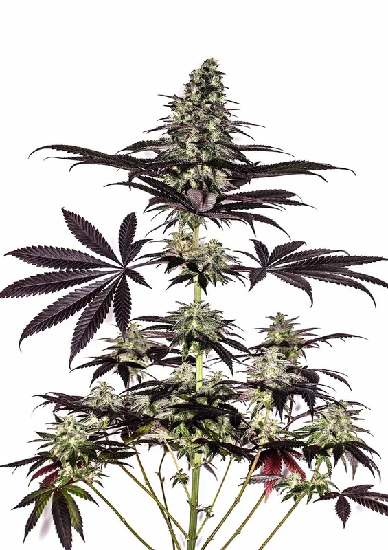 CBD+ Caramelice van Positronics Seeds