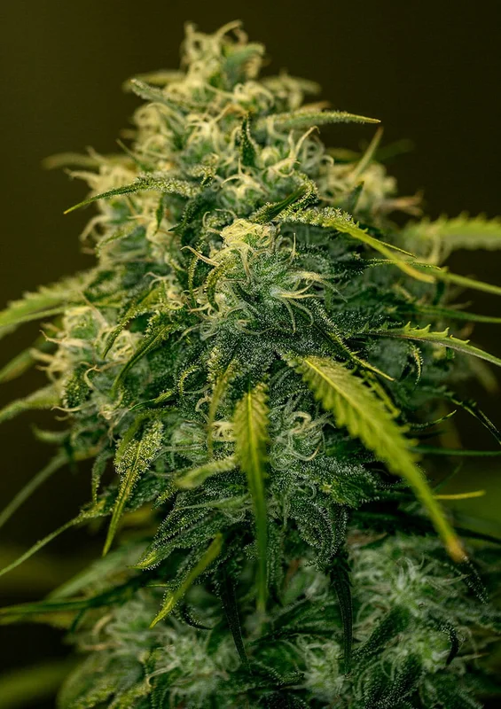 Jack Diesel CBD van Positronics Seeds