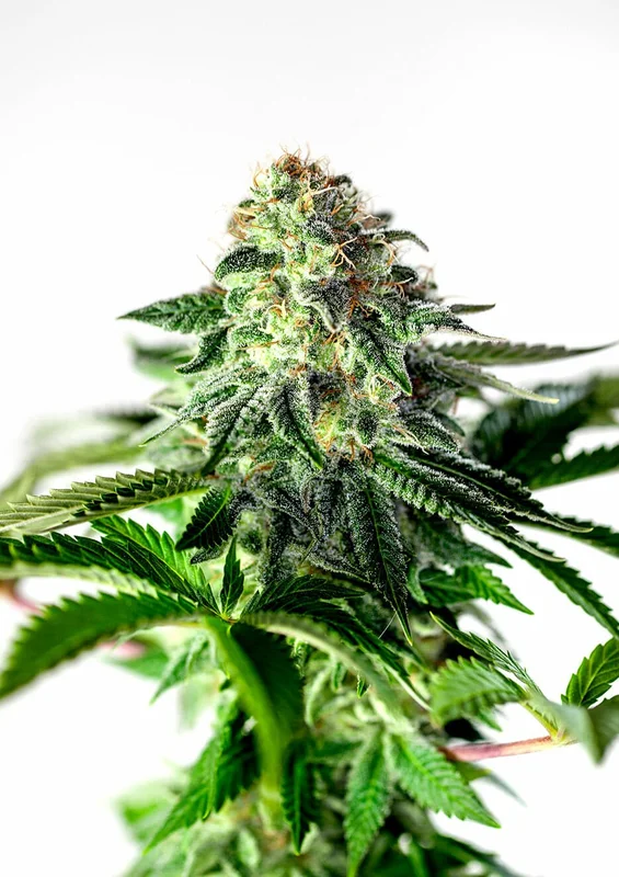 Sticky Dream van Positronics Seeds