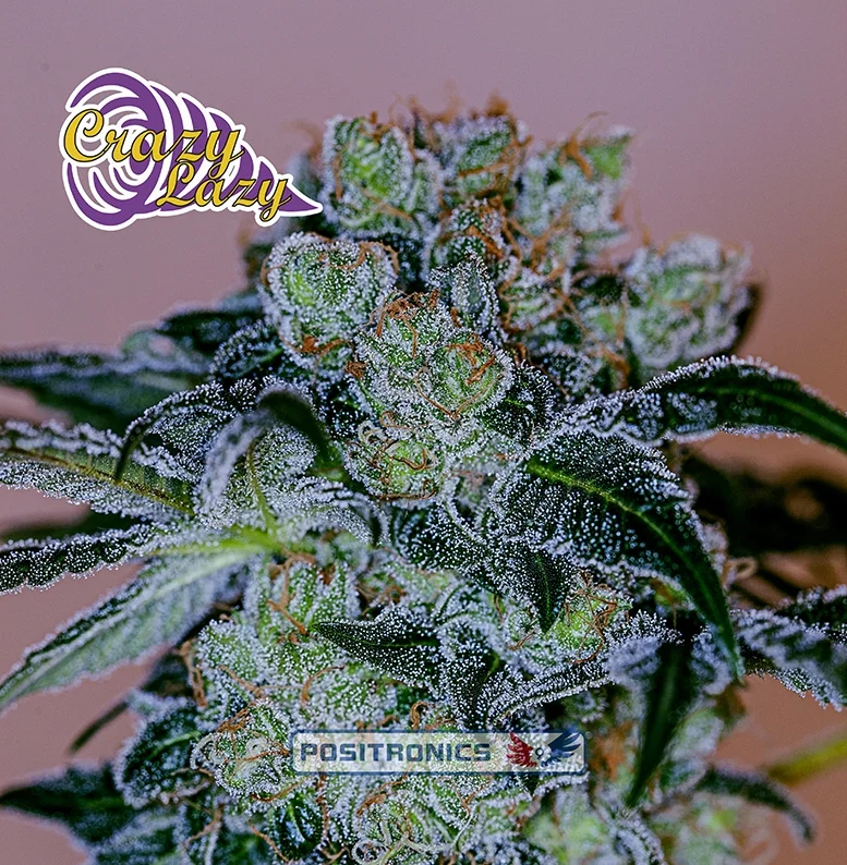 Crazy Lazy van Positronics Seeds
