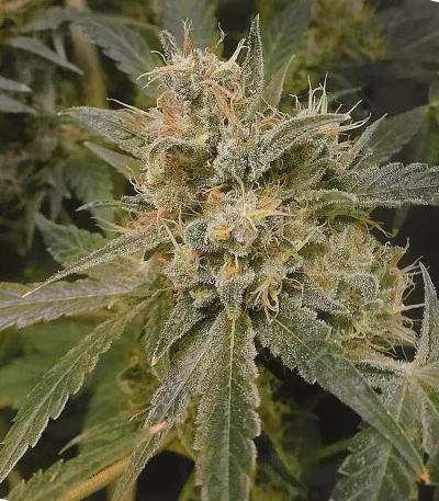 Caramel Ice van Positronics Seeds