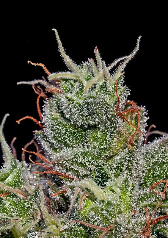 Supercheese van Positronics Seeds