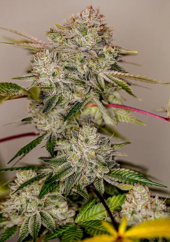 Sticky Dream van Positronics Seeds