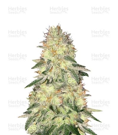 Crazy Lazy van Positronics Seeds