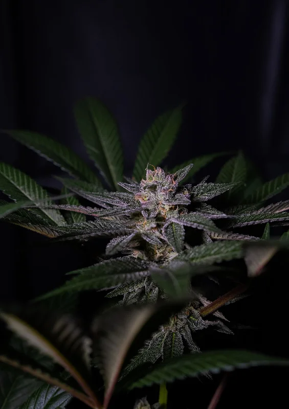 Rainbow Flakes van Positronics Seeds