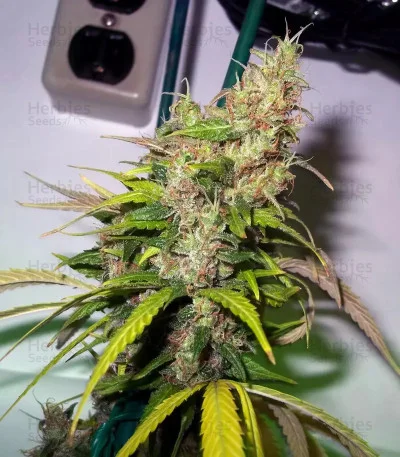 Caramel Ice van Positronics Seeds
