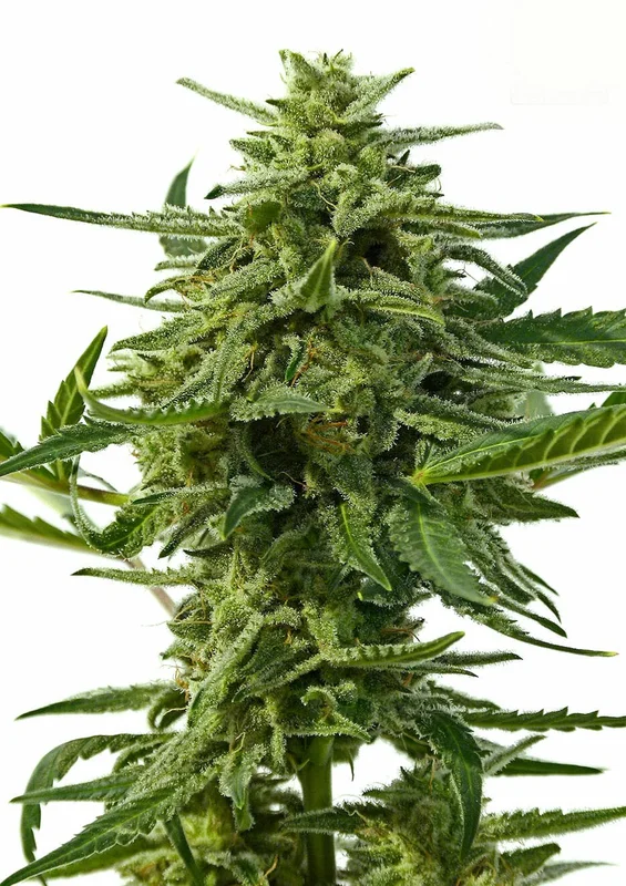 Northern Haze van Positronics Seeds