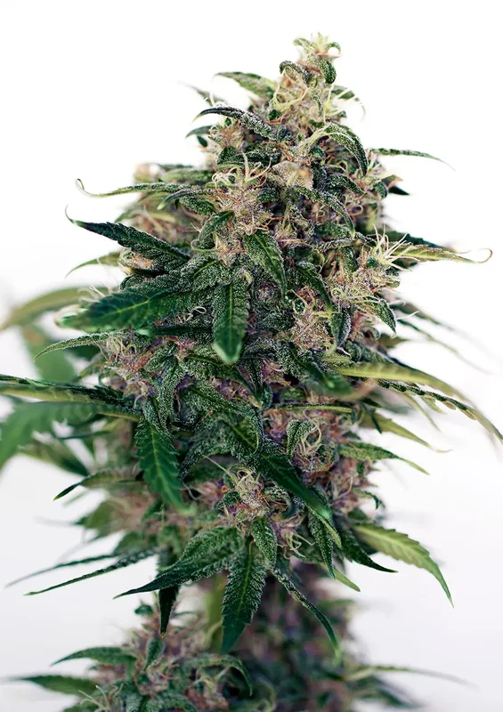 Somango#47 van Positronics Seeds