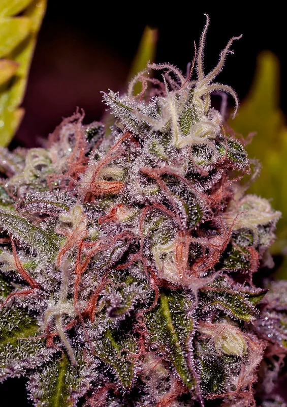 Caramelice van Positronics Seeds