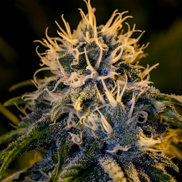 Chizpa van Positronics Seeds