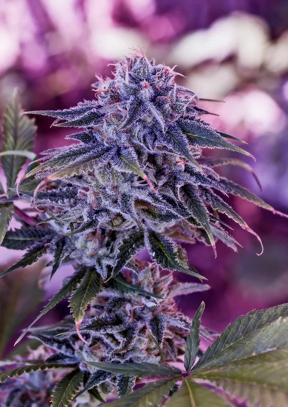 Blue Rhino van Positronics Seeds