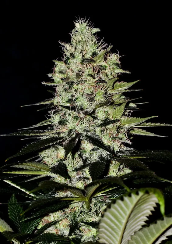 Wernard van Positronics Seeds