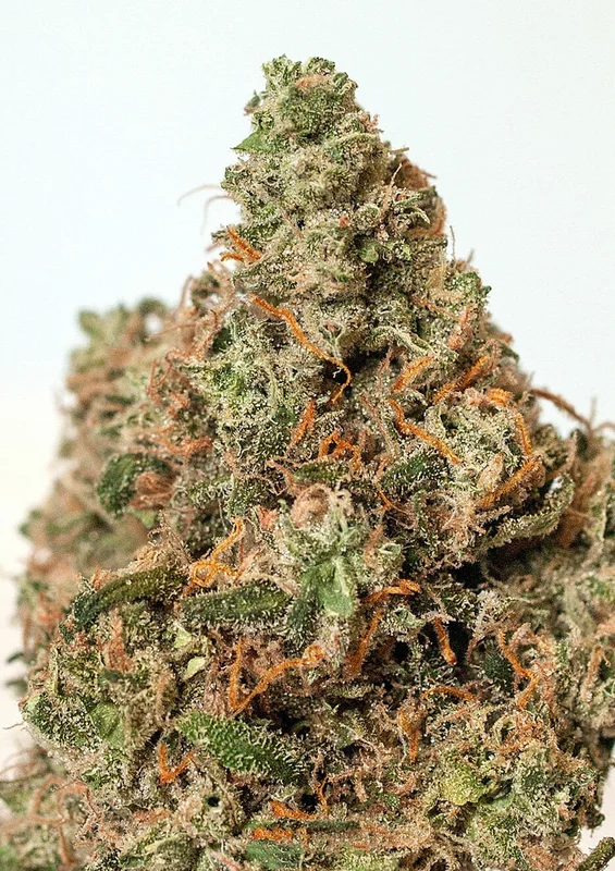 Supercheese van Positronics Seeds