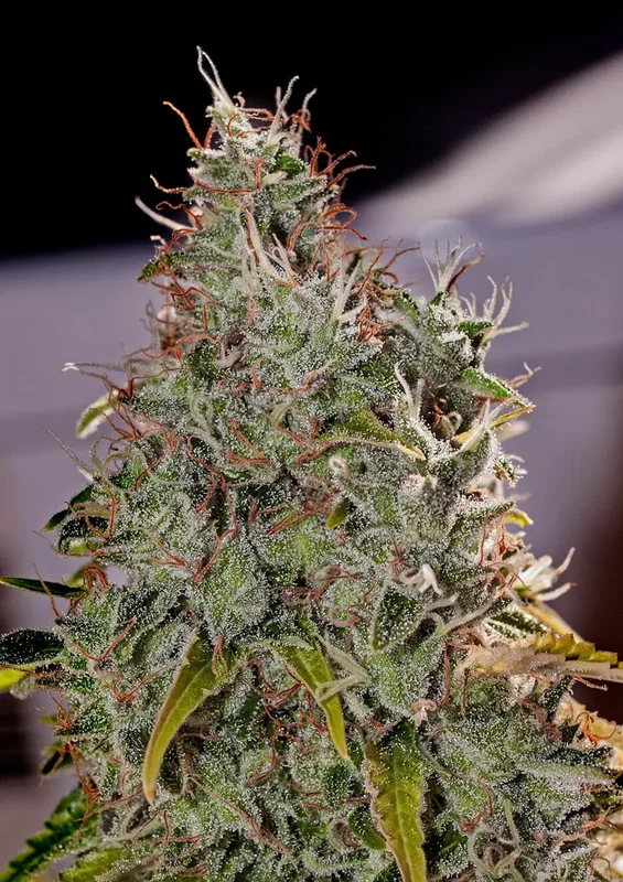 Amnesia Mistery van Positronics Seeds