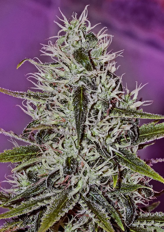 One Love Haze van Positronics Seeds