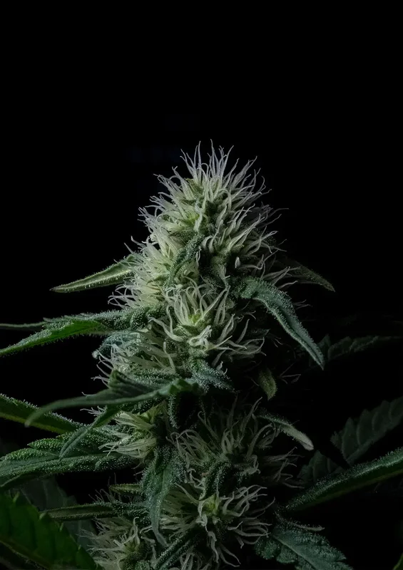 Z Valley van Positronics Seeds