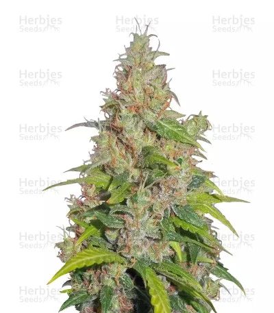 Caramel Ice van Positronics Seeds