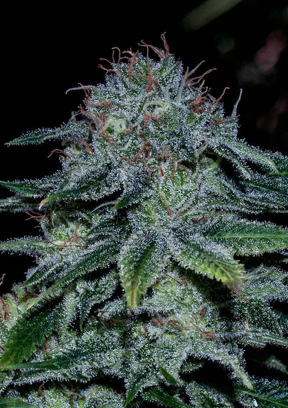 Mystic Cookie van Positronics Seeds