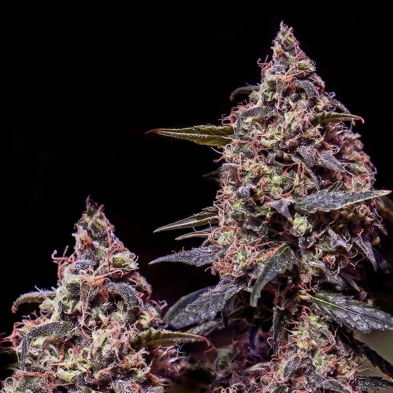 Somango #47 van Positronics Seeds