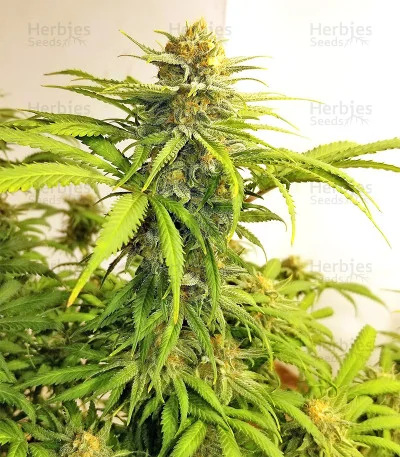 Critical #47 van Positronics Seeds