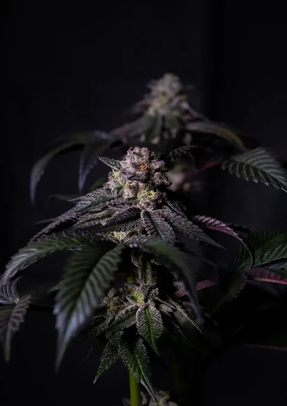 Oreoz Milkshake van Positronics Seeds